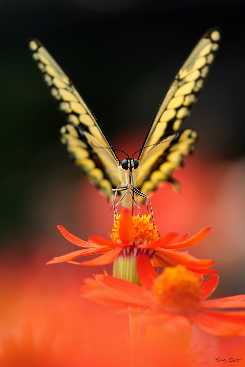 Thoas swallowtail