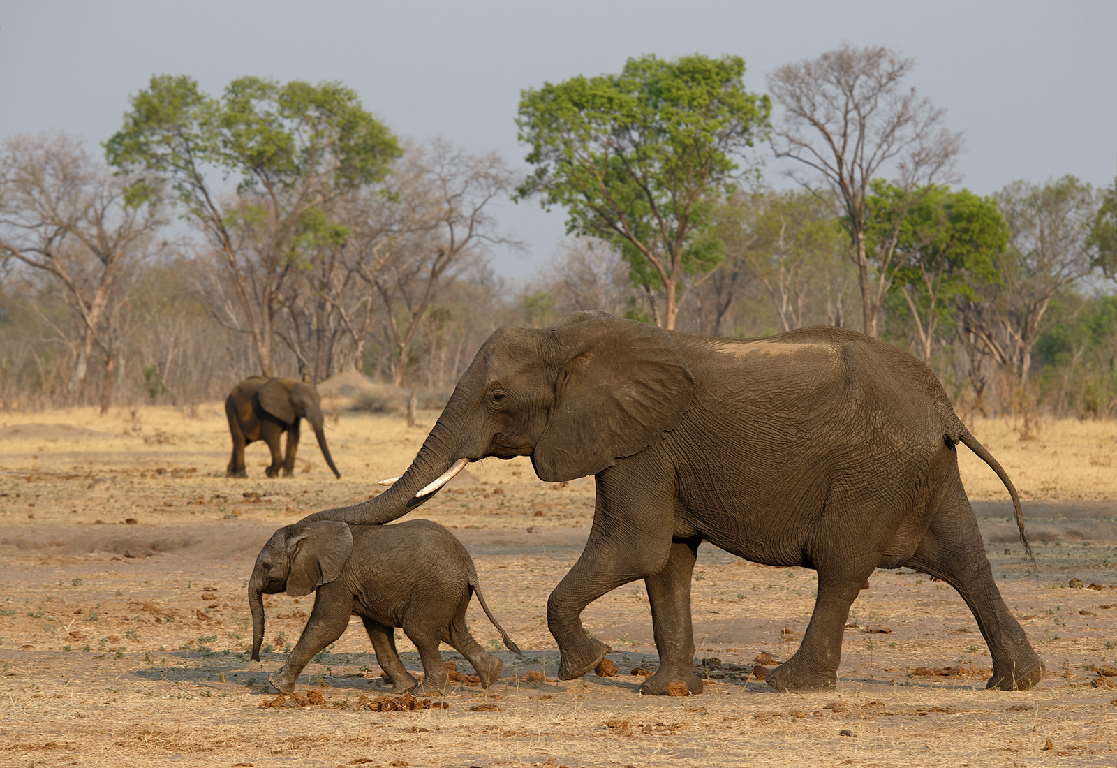 Trunk Rack