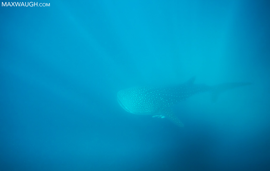 Whale Shark