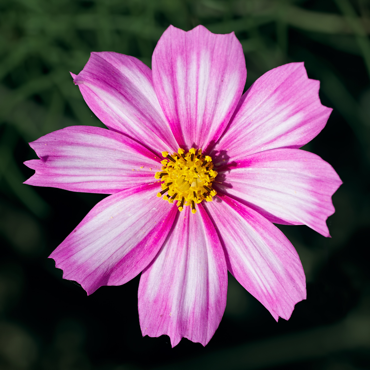 Cosmos Sensation