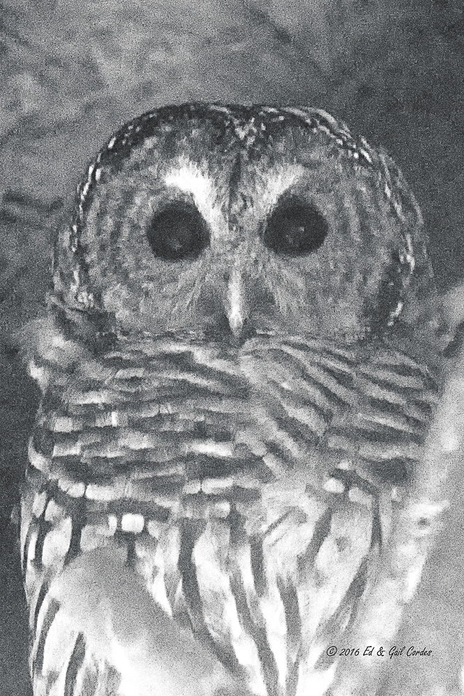 Charcoal Owl (Captive)