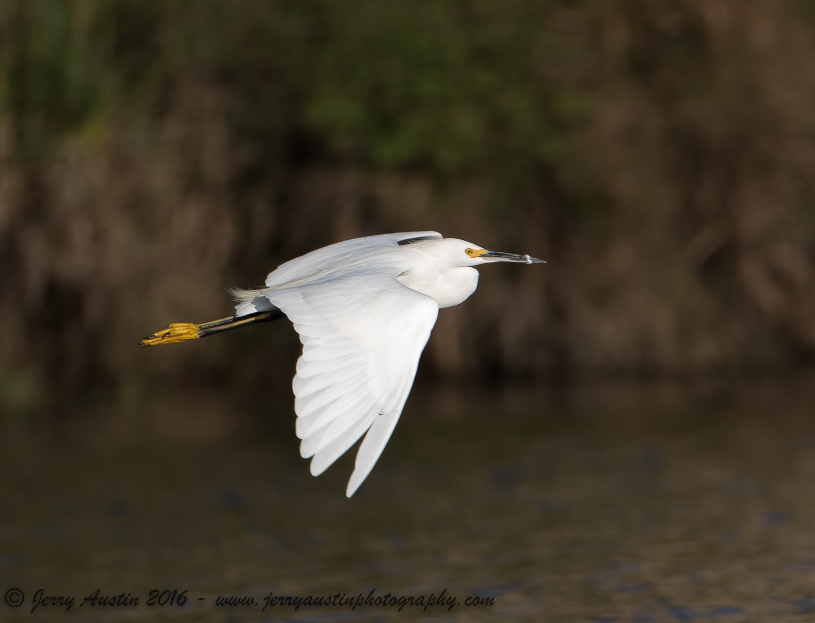 Snowy in Flight