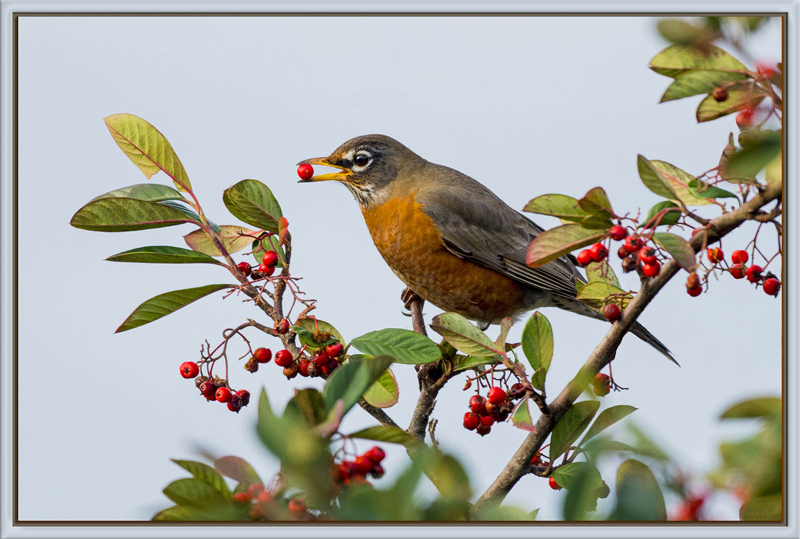 Robin with Berries