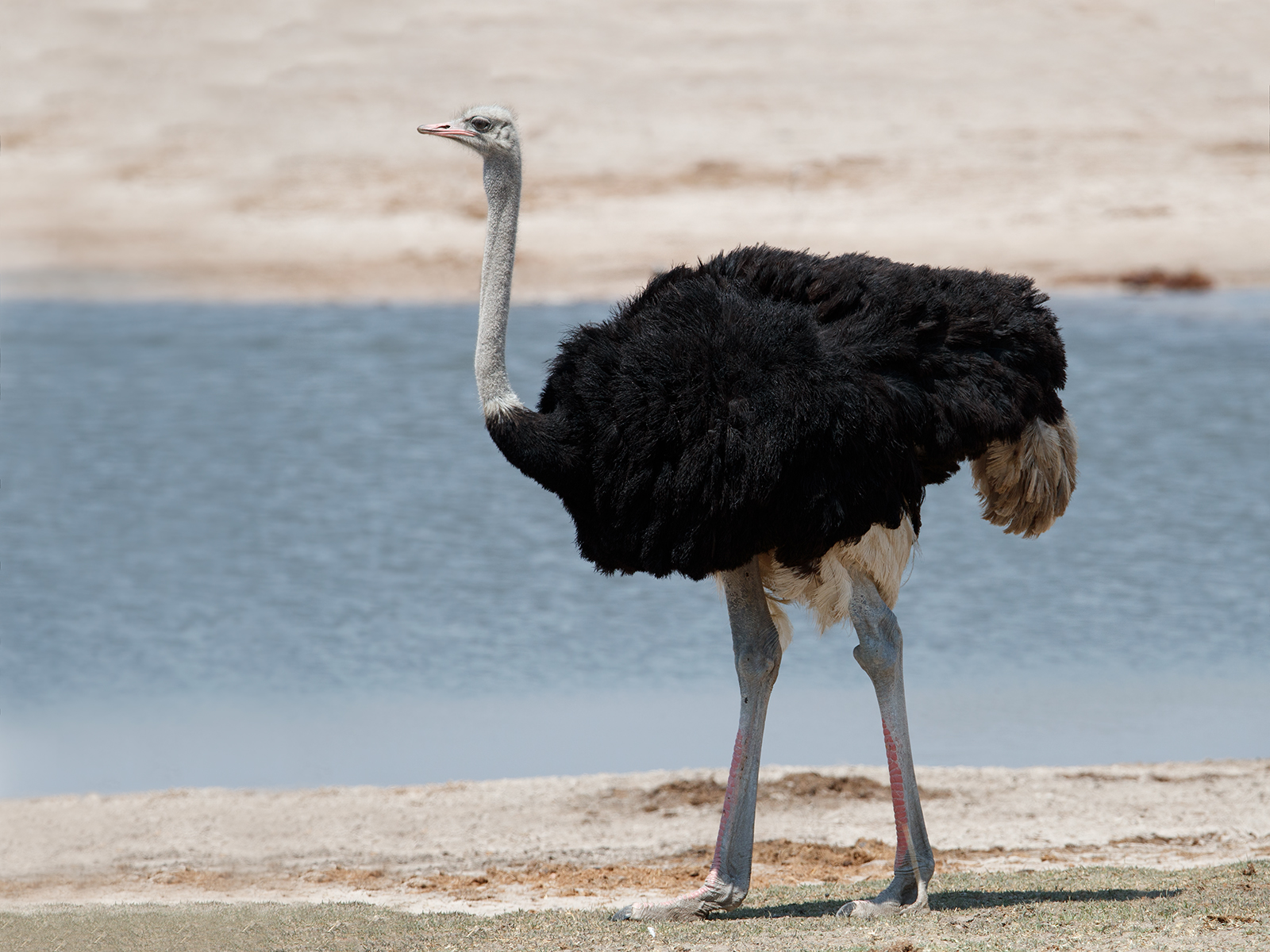 Male Ostrich
