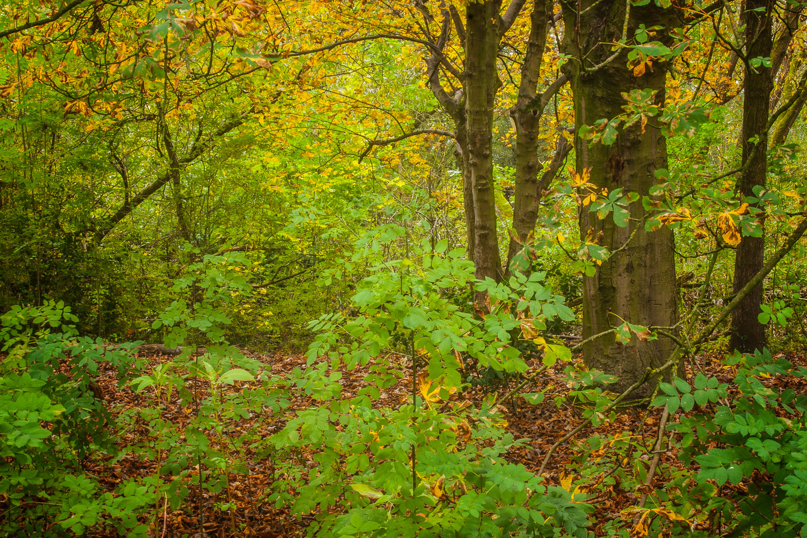A Touch of Autumn