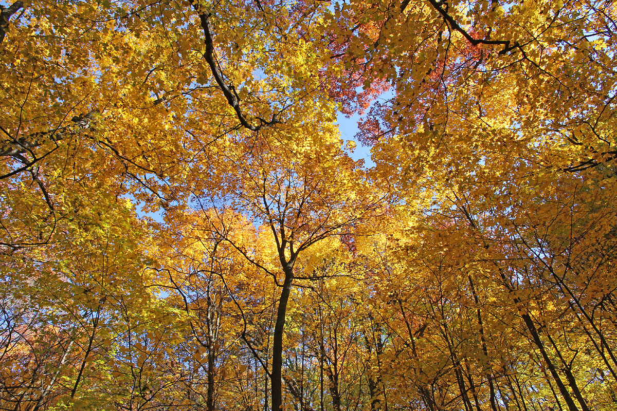 Looking Up at Fall Color