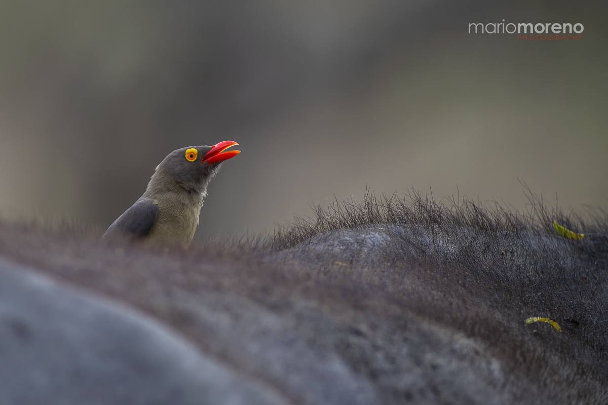 Oxpecker Territory