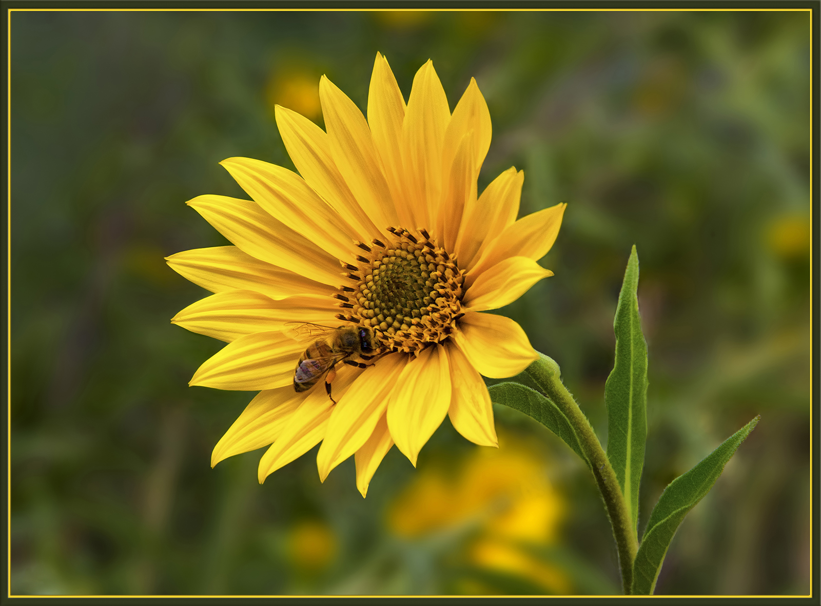Last Flower