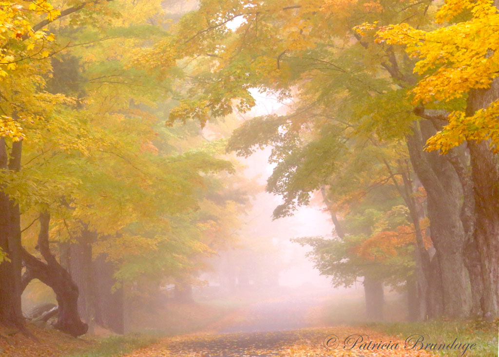 Fog in Autumn