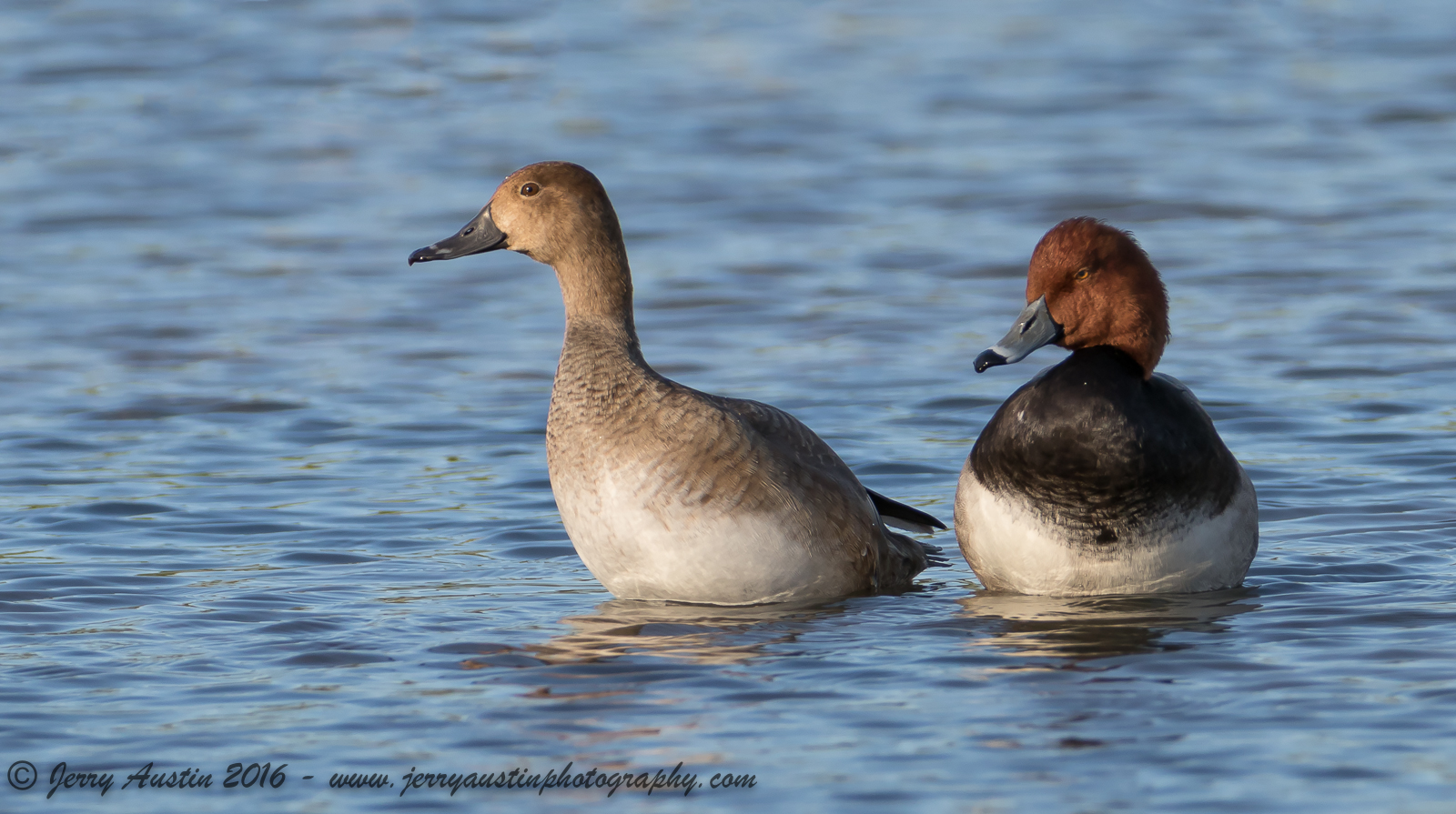 Redhead Pair