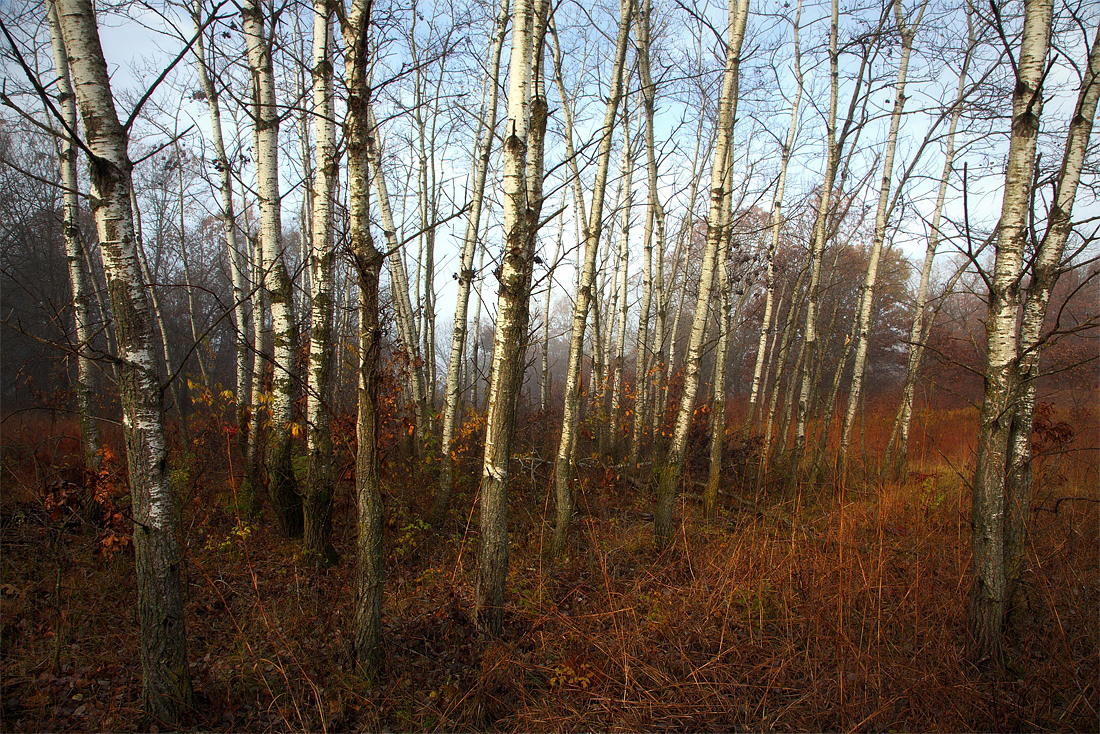 The Quiet Woods