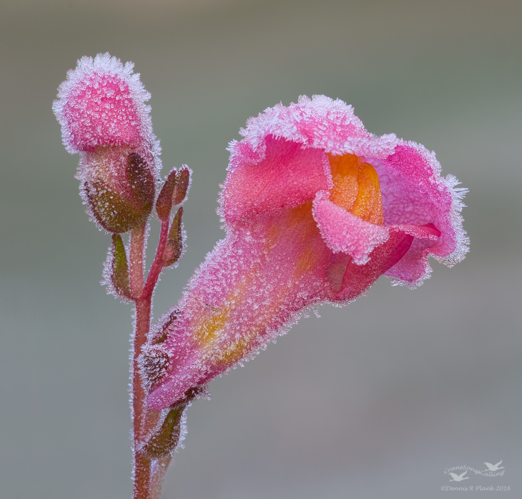 WC #760 Snap Dragon