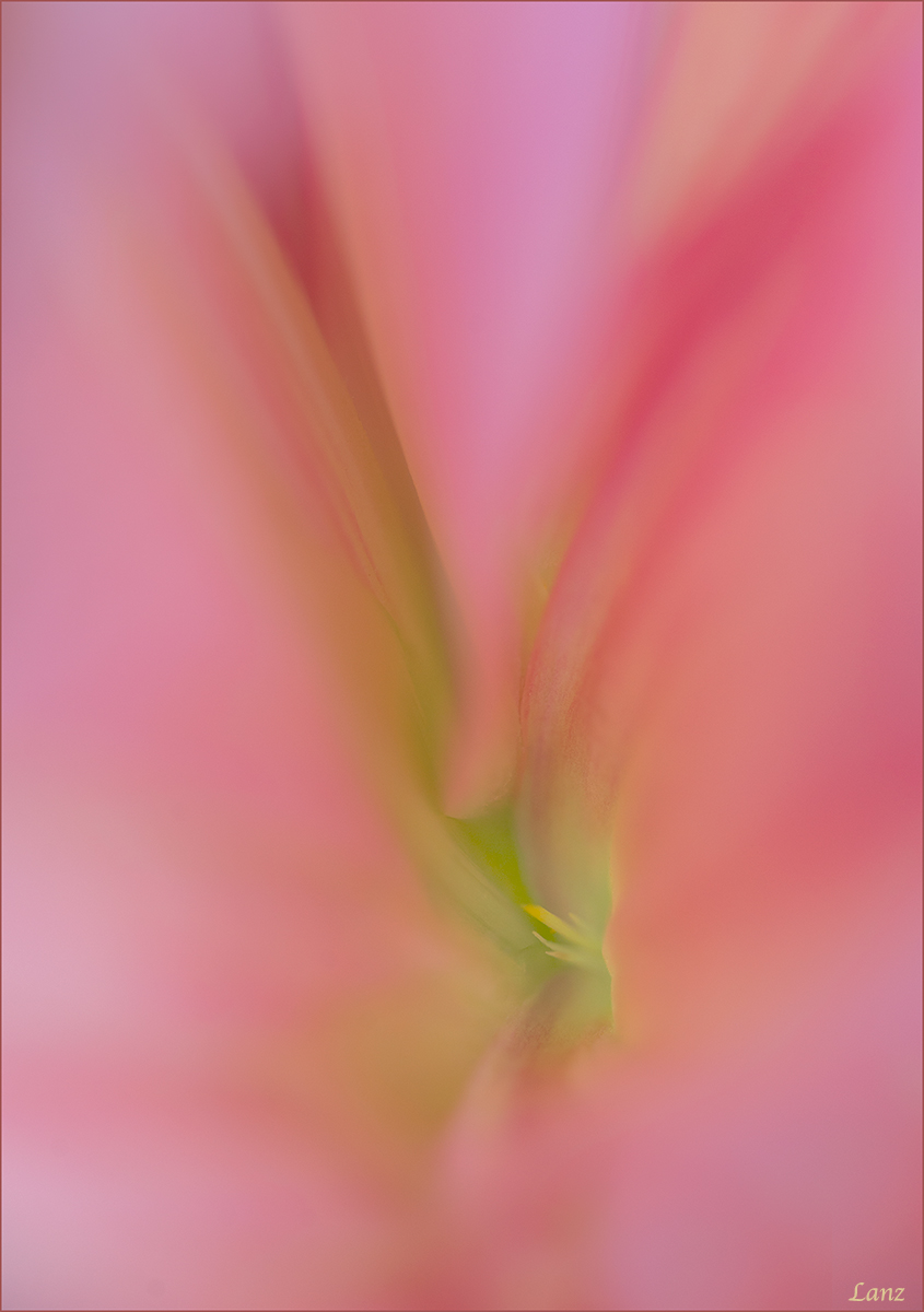 Intimate Dahlia 
