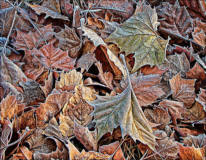 First Frost - WC 760