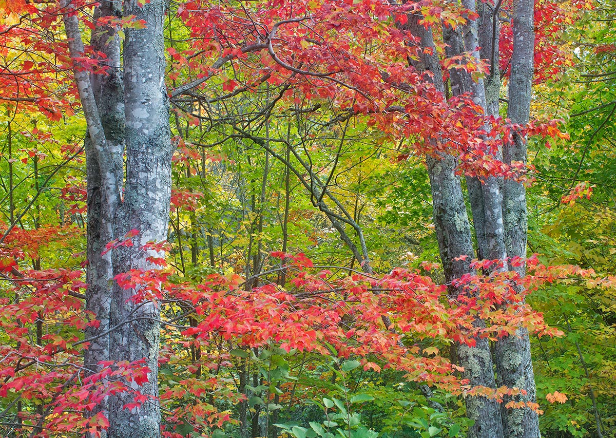 Colors of Acadia #4