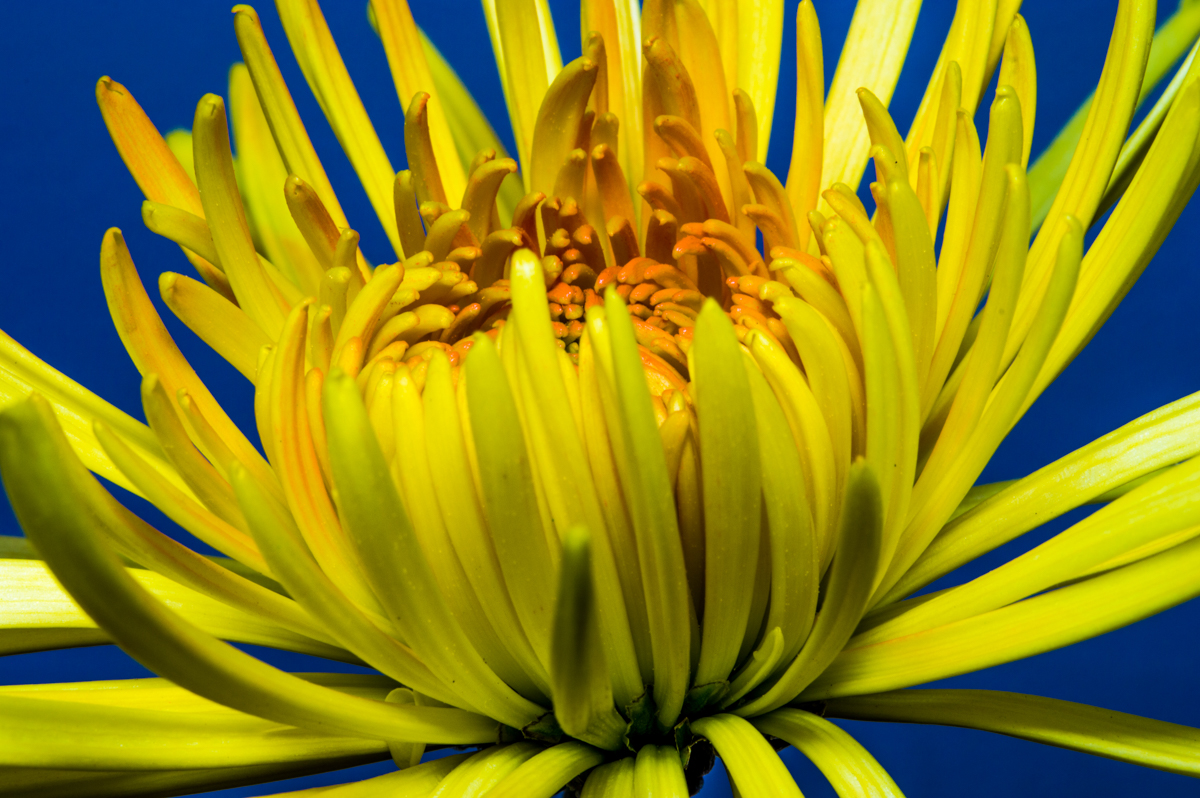 Spider Mum
