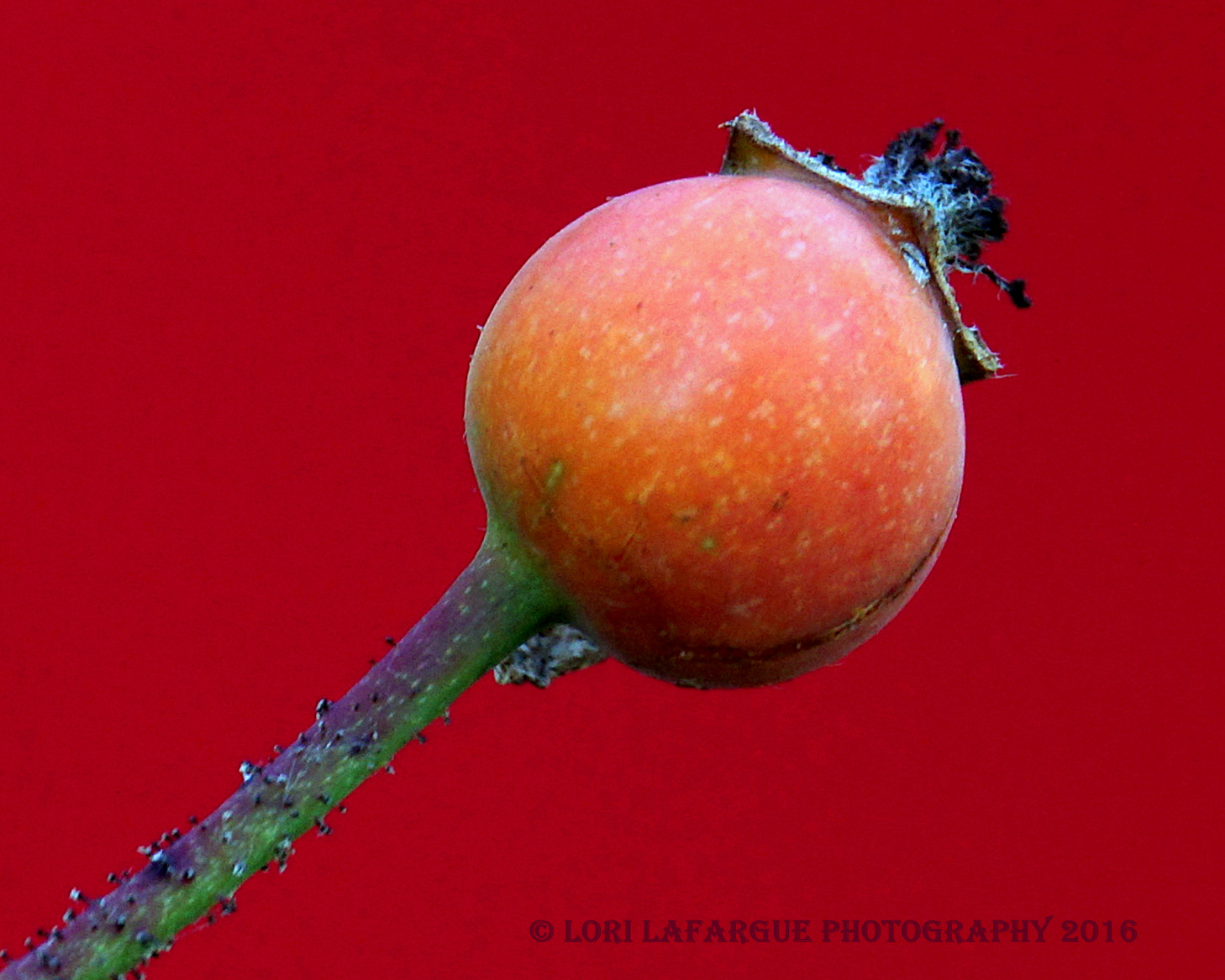 DingleBerry