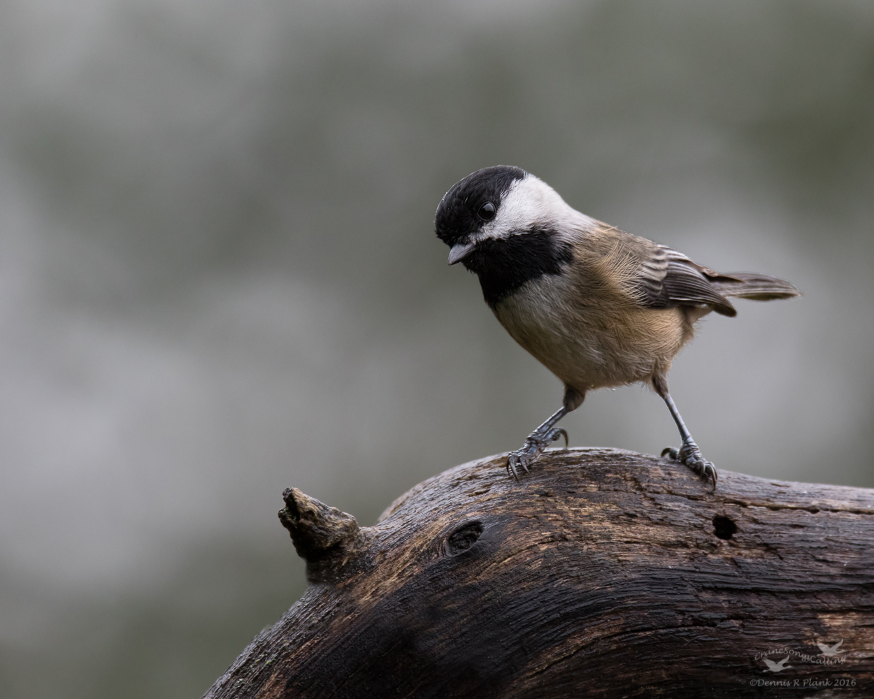 Black-capped Chickadee