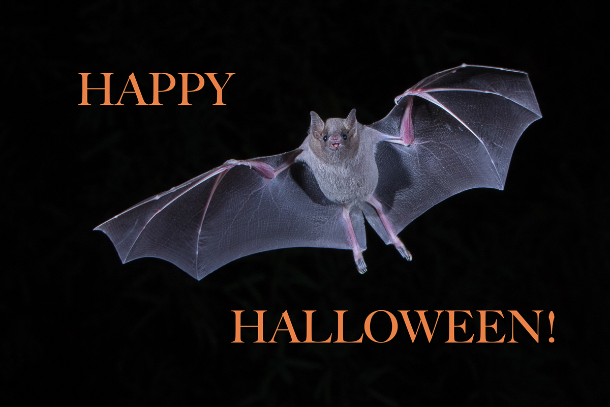 Happy Halloween!