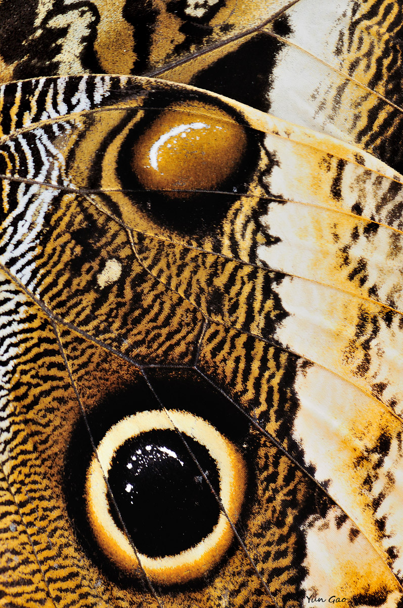 Scary wings
