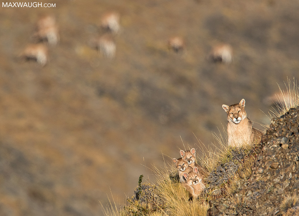 Puma with Cubs