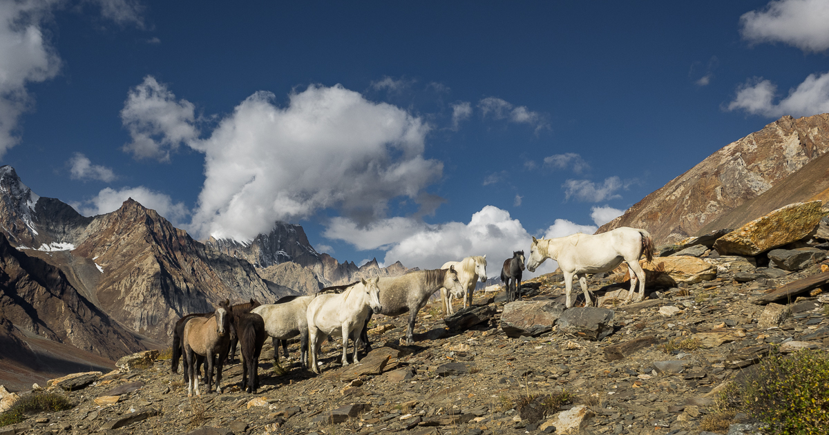 Horses in Ladakh