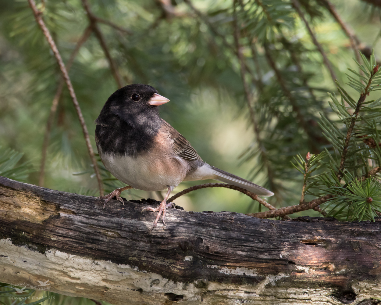 Dark-eyed Junco