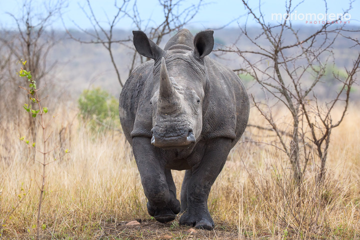The White Rhino
