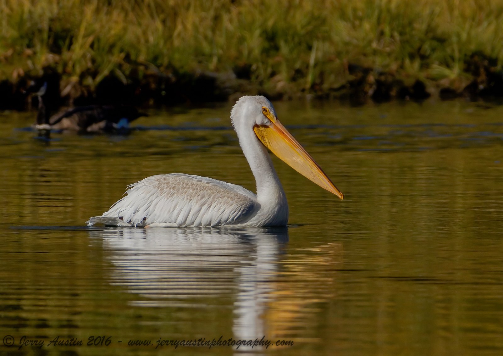 Oxbow Bend Pelican