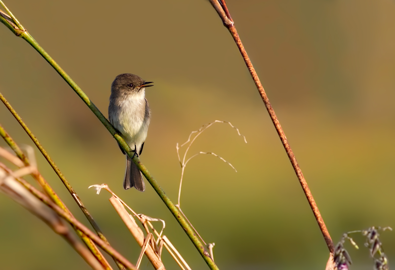 Eastern Phoebe
