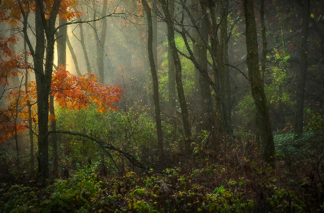 Landscape - 1st HM