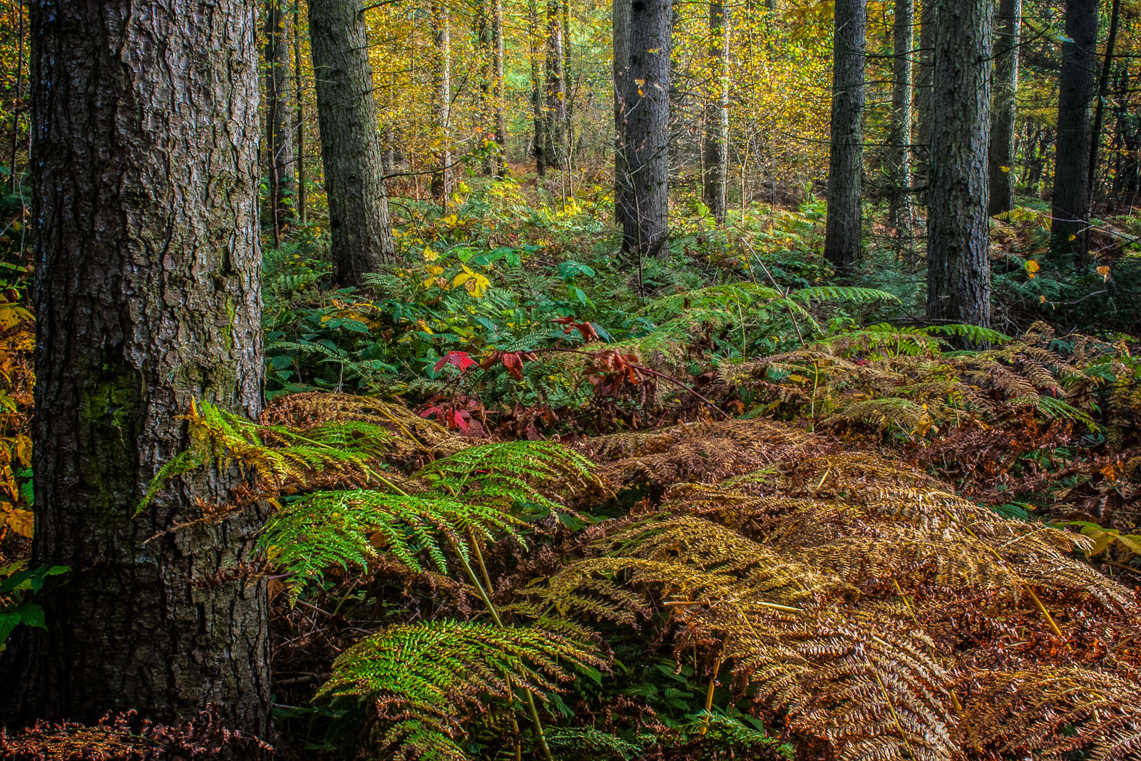 Autumn Ferns