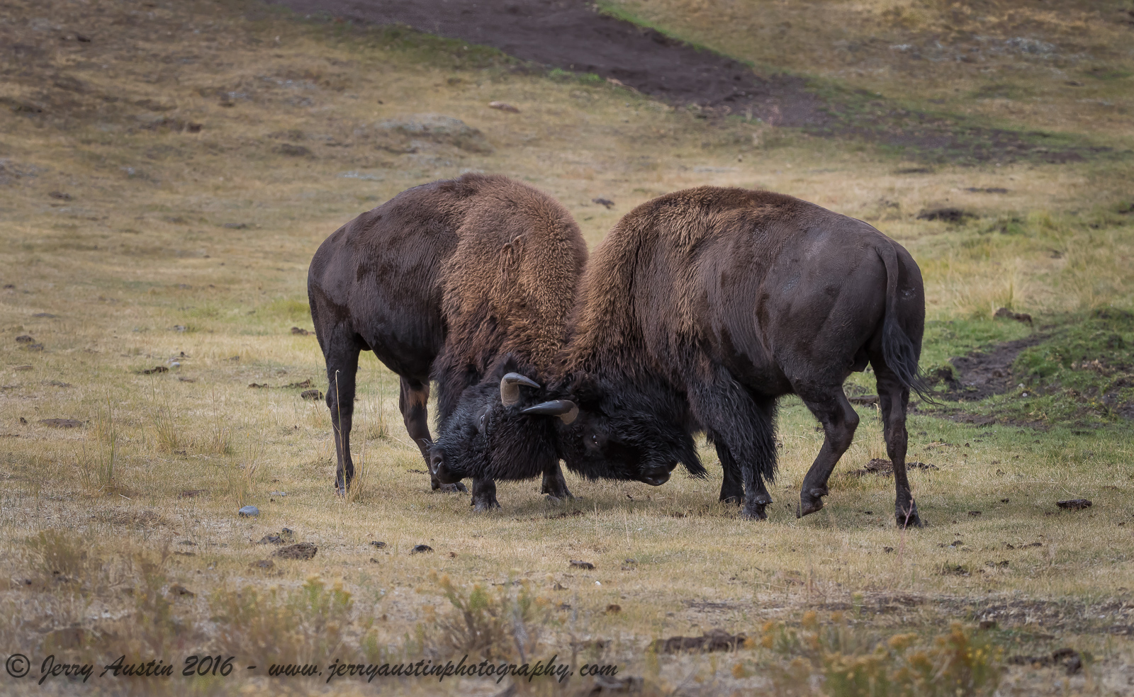 Bison Battle