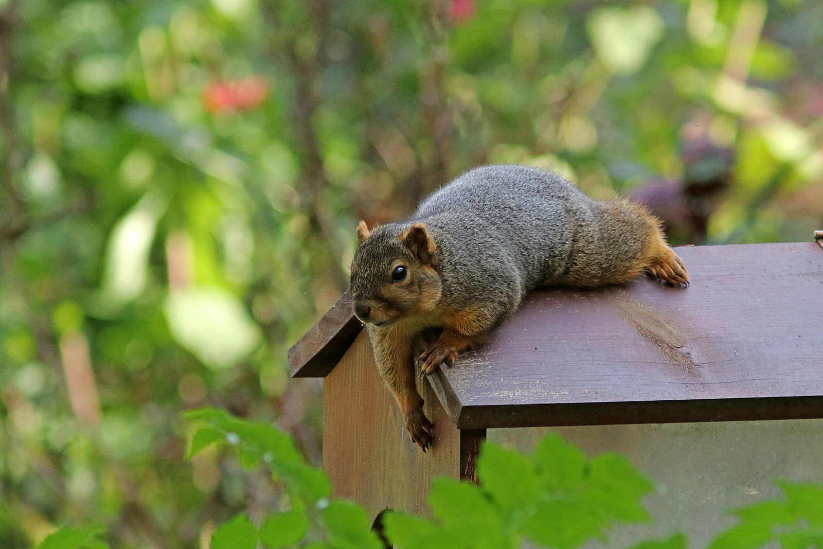 A very relaxed squirrel!