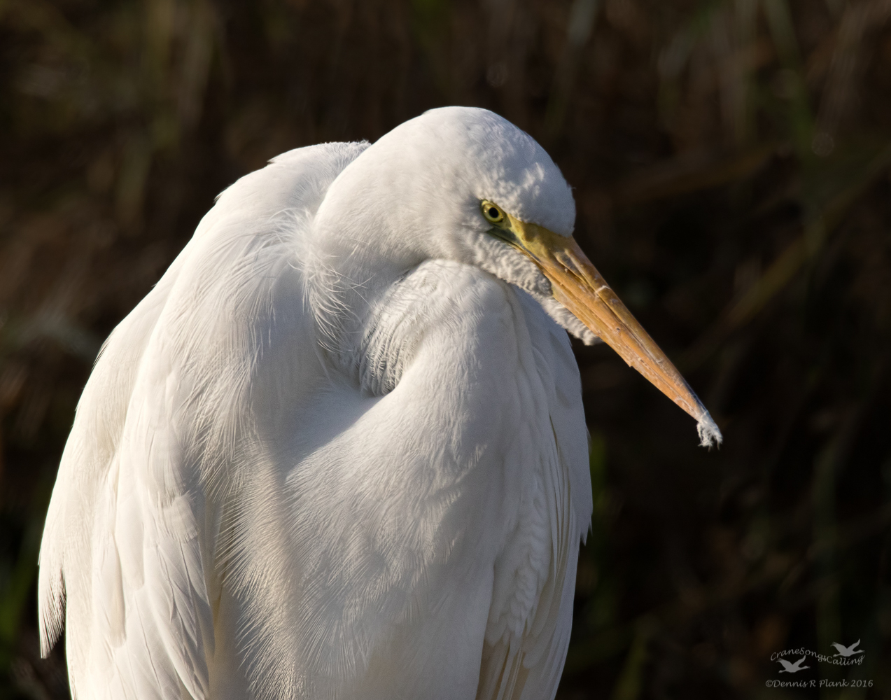 Great Egret Portrait
