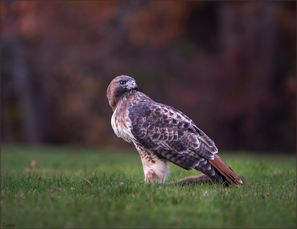 Hawk w/prey 