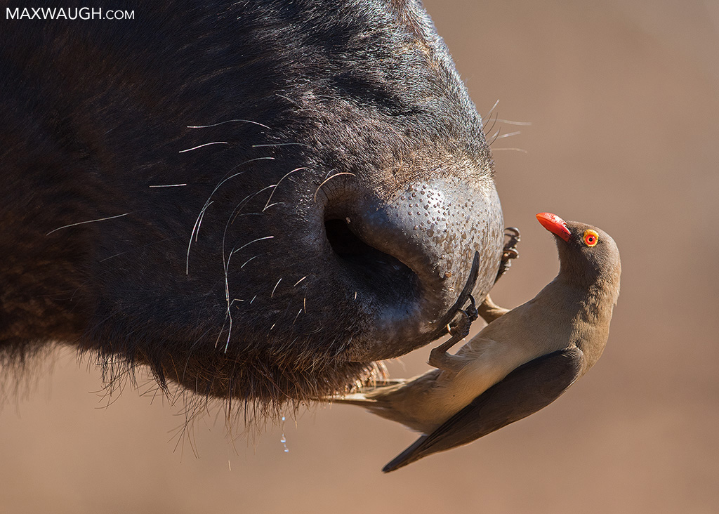 Red-Billed Oxpecker