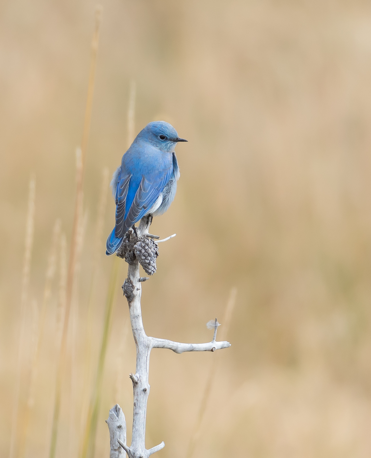 Yellowstone Bluebird
