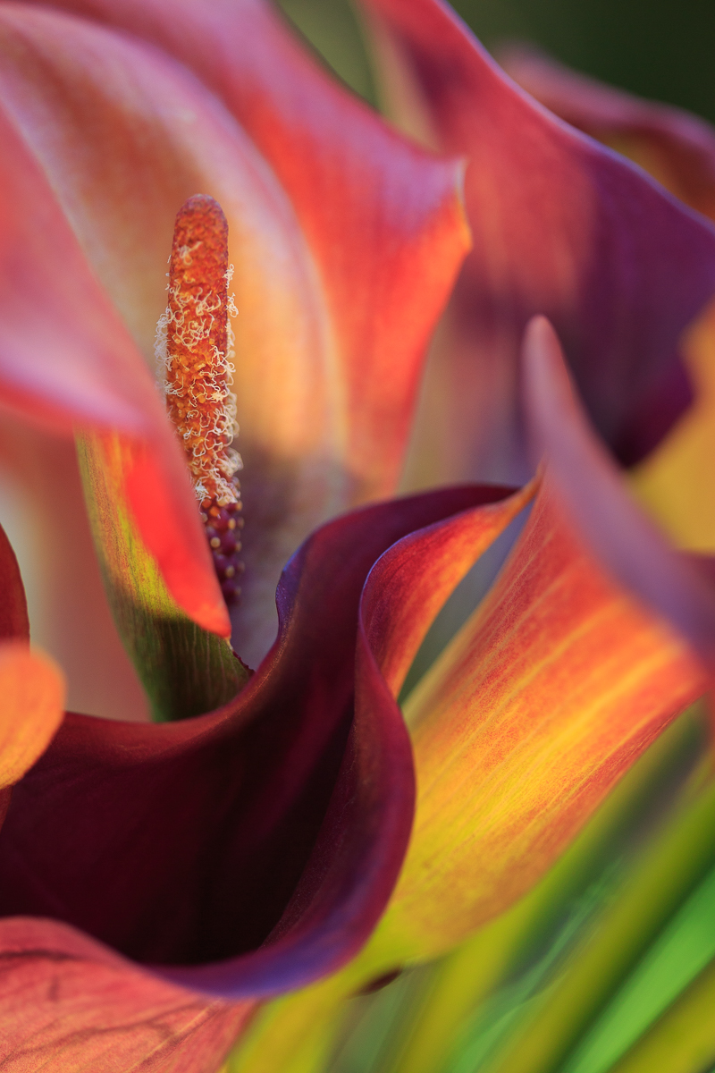 Mini Callas Color