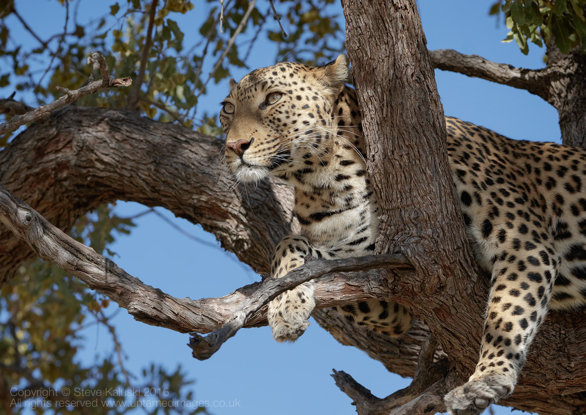 Leopard on lookout