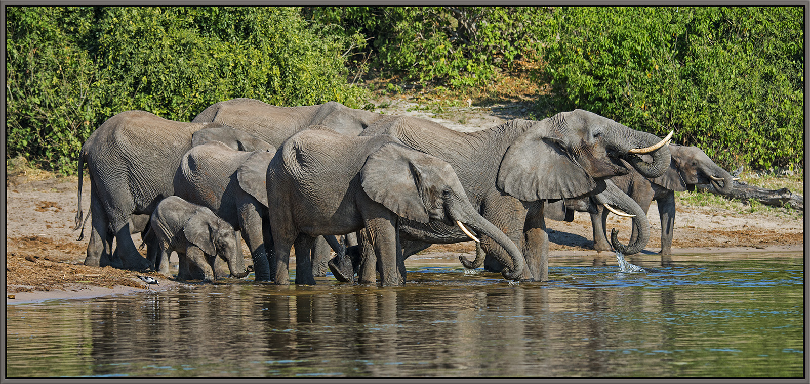 Elephants at the River