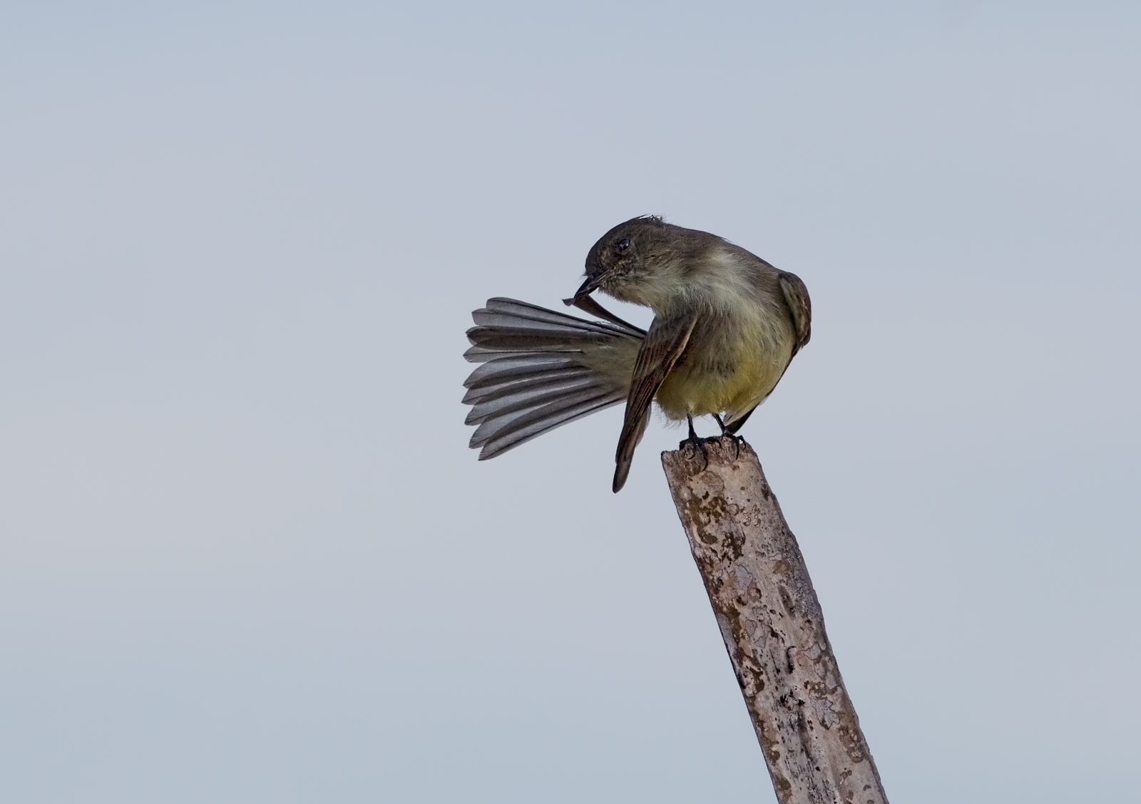 Eastern Phoebe