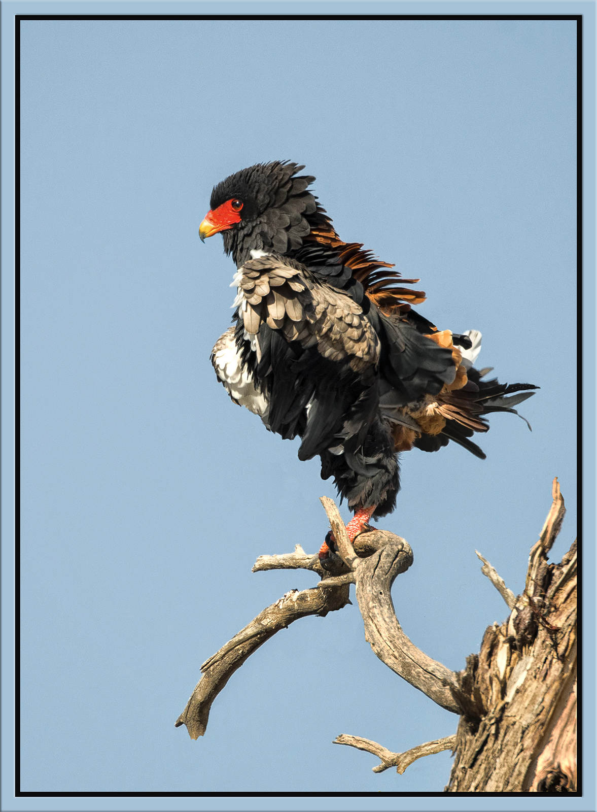 Short-Tail Eagle