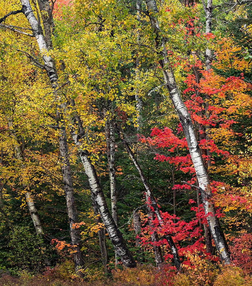 Great North Woods-Re-Post