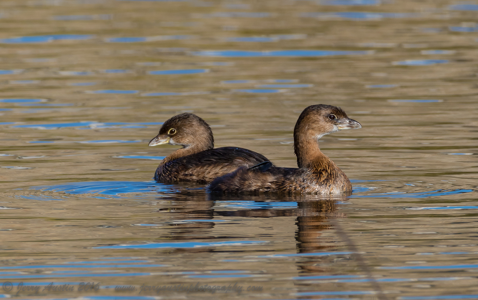 Pied-Billed Grebes