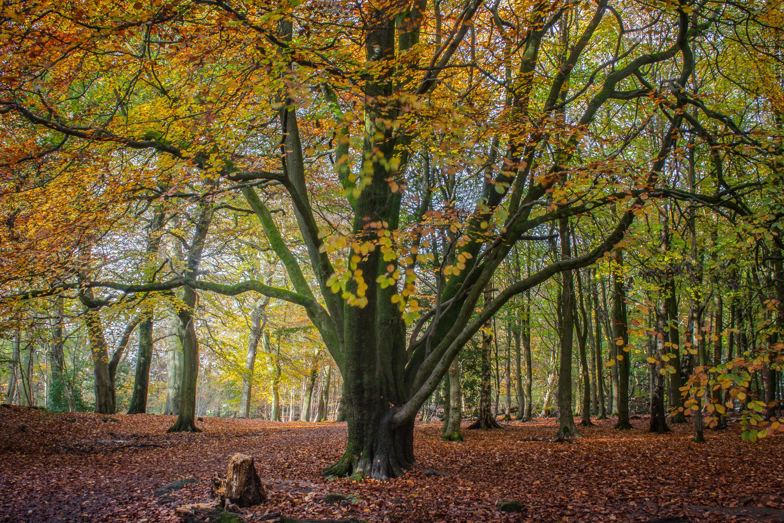 In the Beech Woods
