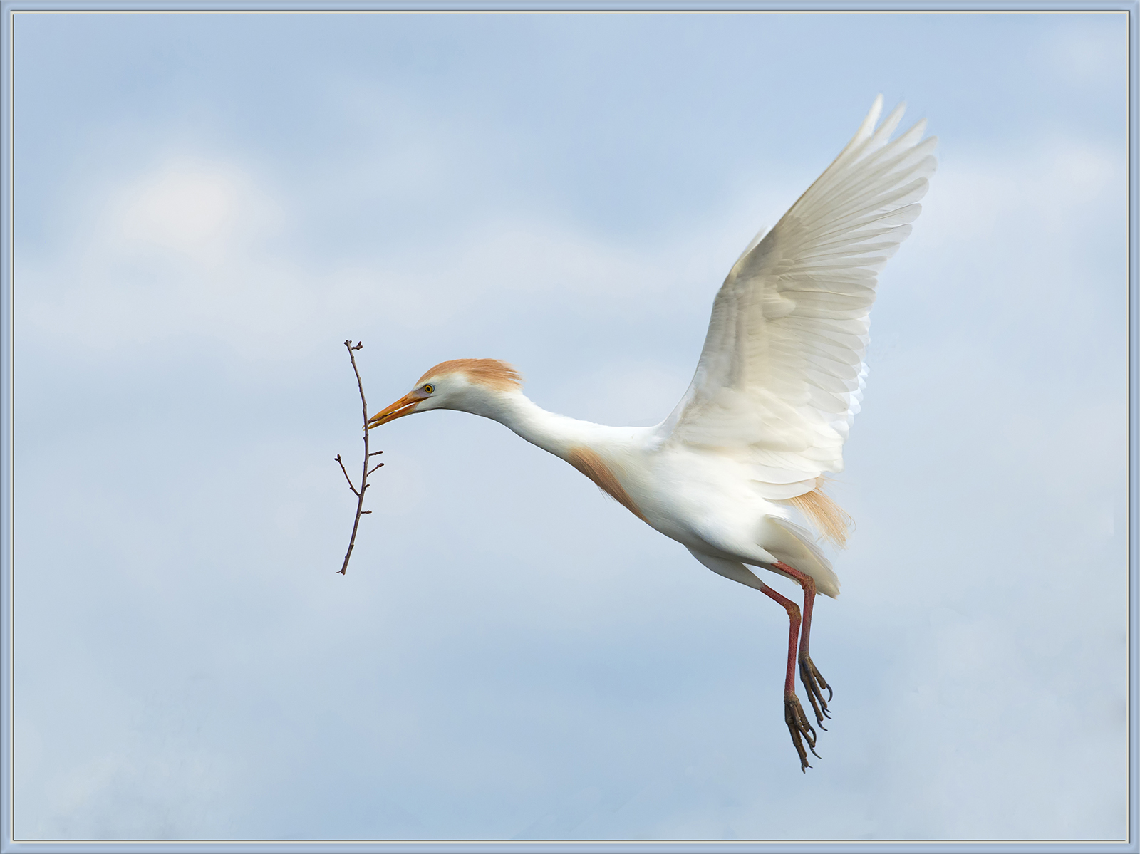 On the Wing