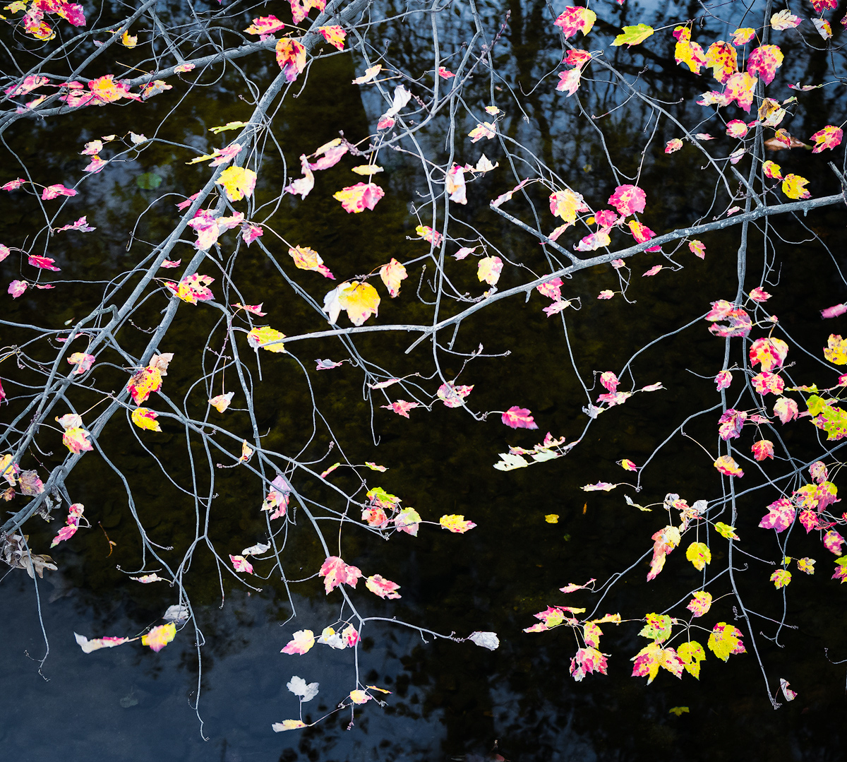 Layer of leaf.