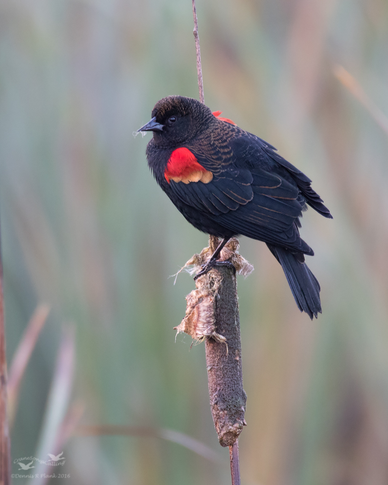 Red-winged Blackbird