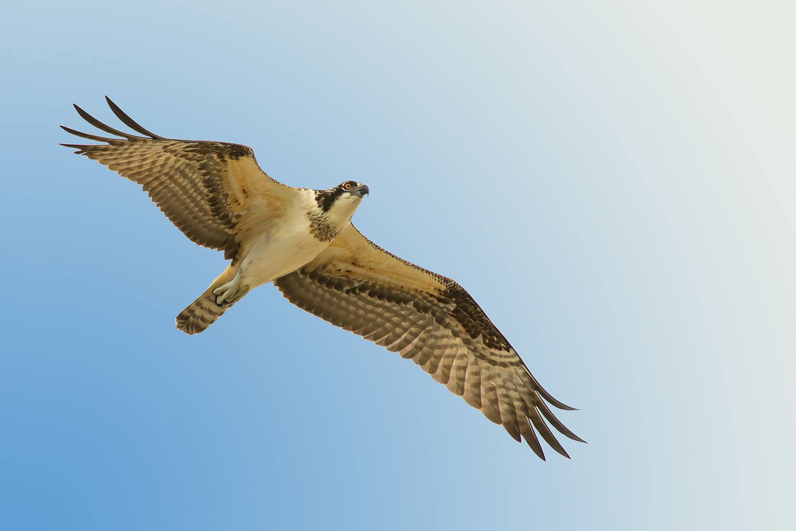 Osprey
